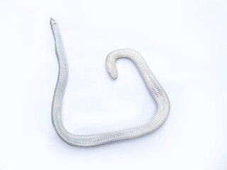 Close up Sunbeam snake on white background in Thailand and Southeast Asia.