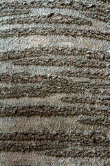 Detailed close-up view of textured tree bark showcasing natural patterns and earthy tones in sunlight