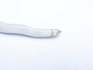Close up Sunbeam snake on white background in Thailand and Southeast Asia.
