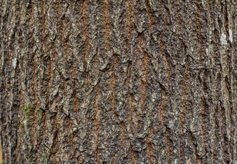 Bark texture of an old tree captured during daytime in a tranquil forest setting