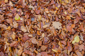 Colorful autumn leaves covering the ground in a serene forest setting during the fall season