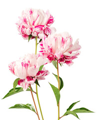 Three stunning pink and white striped peonies stand upright on stems, showing off their lush,...