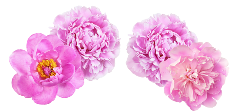 luxurious studio photograph of vibrant pink peony flower heads isolated on a transparent background, showcasing intricate petals and rich colors for design projects.