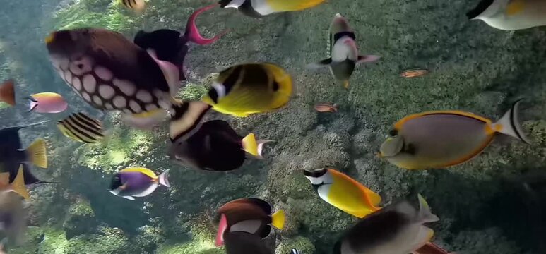 the marine world with its inhabitants in an aquarium