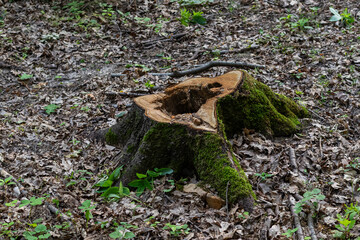 Moss-covered tree stump in a forest during early spring surrounded by fallen leaves and new green shoots