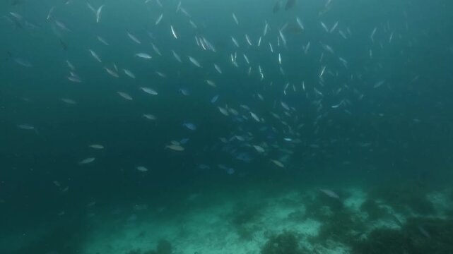 underwater scenery of schooling of fishes in the blue water