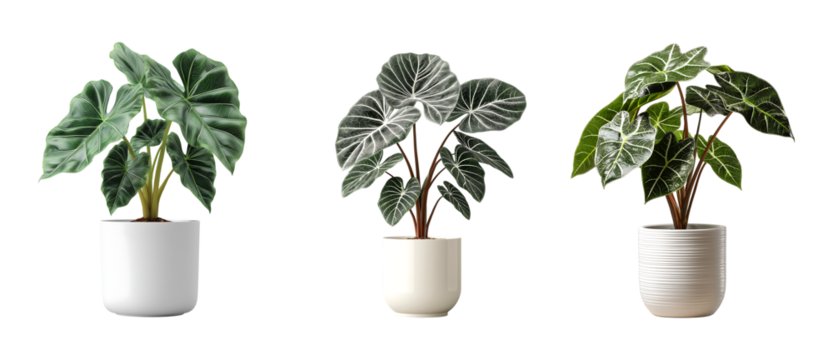 Majestic Alocasia Houseplant in White Planter isolated on transparent background