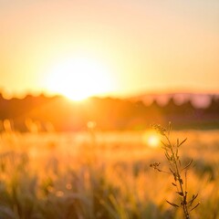Golden sunset illuminates a blurred meadow scene