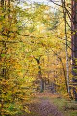 Fototapeta premium Picturesque autumn forest path with colorful foliage and falling leaves.