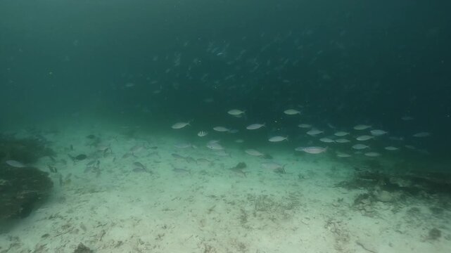 underwater scenery of schooling of fishes in the blue water