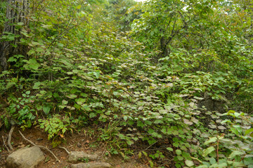 Fototapeta premium Viburnum koreanum, Korean viburnum with white flowers and red autumn foliage, a native deciduous shrub of Korea.