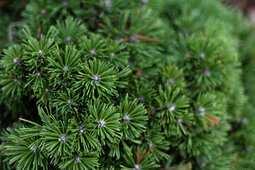 Mountain pine (Pinus mugo) with fresh green needles and compact growth