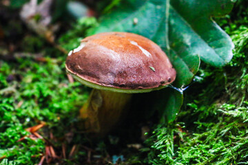 mushroom in the forest