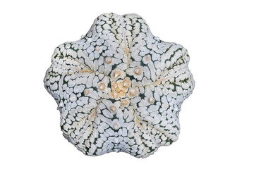 Top view of Astrophytum asterias five fukuryu V type isolated on transparent background png file