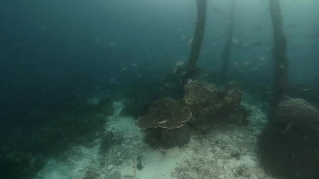 underwater scenery of schooling of fishes, rocky coral formation and wooden poles under the jety