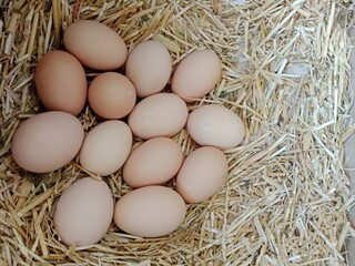 13 fresh hens eggs isolated on white.