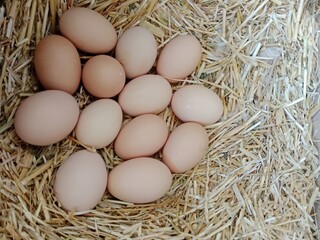 13 fresh hens eggs isolated on white.
