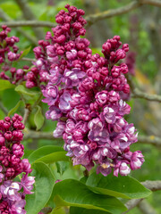 Lilac clusters in bloom close-up