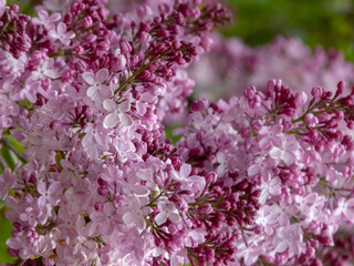 Close-up of pinkish-lilac lilac flowers. Pink syringa vulgaris