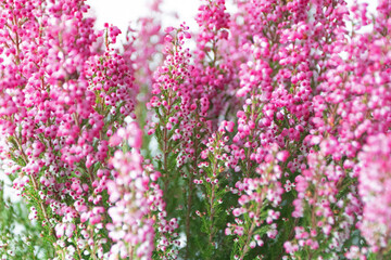 Pink heather floral background with soft focus