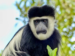 Portrait of a Black and White Colobus Monkey in Its Natural Habitat with a Soft Green Jungle Background in its lush Kenyan Bush.
