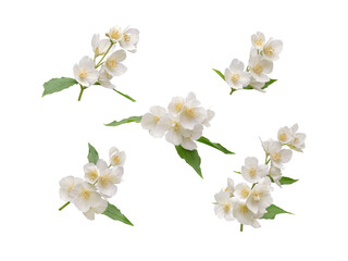 Mock orange branches with white flowers isolated transparent png