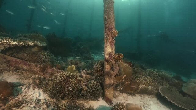 underwater scenery of schooling of fishes, rocky coral formation and wooden poles under the jety