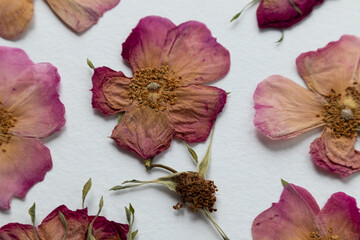 A set of dried pink flowers, rosehip buds and green leaves. medicinal plant. herbarium, scrapbooking