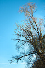 Dead tree branches posing a risk of accident.
