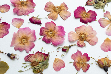 A set of dried pink flowers, rosehip buds and green leaves. medicinal plant. herbarium, scrapbooking