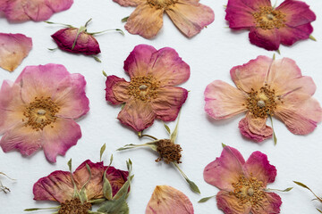 A set of dried pink flowers, rosehip buds and green leaves. medicinal plant. herbarium, scrapbooking