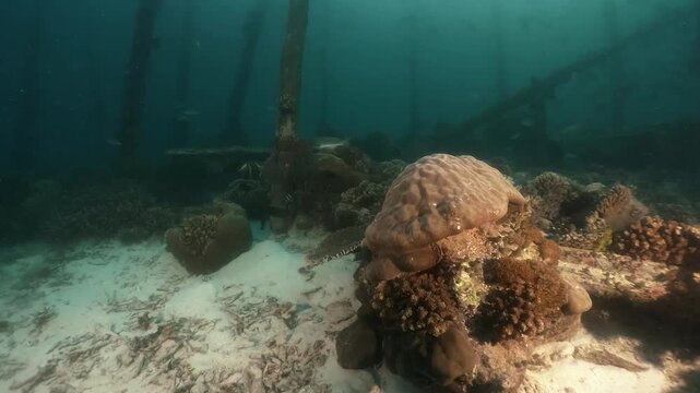 underwater scenery of schooling of fishes, rocky coral formation and wooden poles under the jety