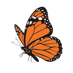 Realistic Monarch Butterfly Vector Graphic Isolated on White Background