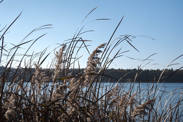 Obraz premium Autumn landscape, walking along the river bank. 
