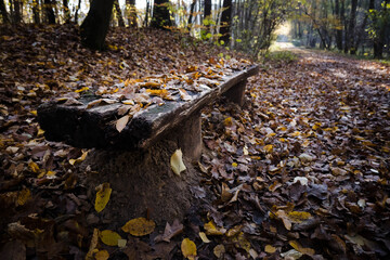 Wooden bench covered with leaves, autumn in the park.
