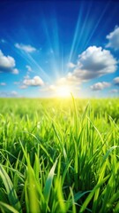 Fototapeta premium Close-up shot of lush fresh green grass in a sunny meadow with a hint of blue sky