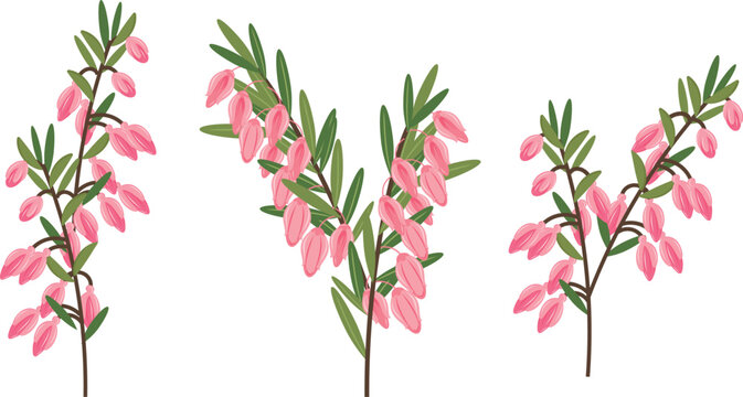 Vector illustration of Calluna Vulgaris, Heather or Erica flowers. The Native Flower of Norway. Isolated elements on white background. Perfect for game icon or other design works.