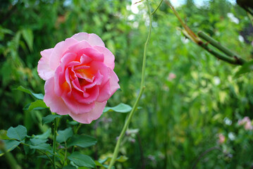 Ein Rosenstrauch mit vielen rosa Blüten im grünen Garten.