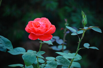 Eine rote Rose vor gr&uuml;nem Hintergrund.