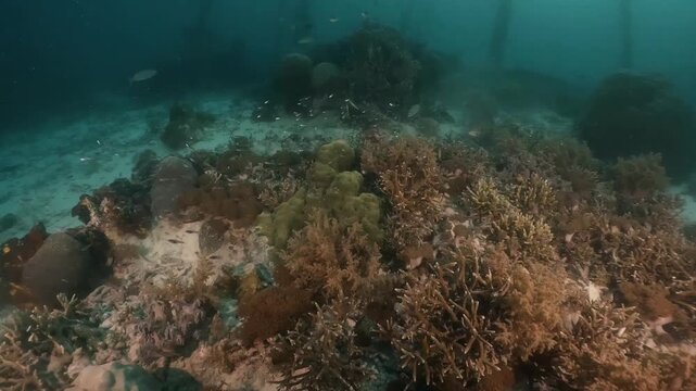 underwater scenery of schooling of fishes and rocky coral formation under the jety