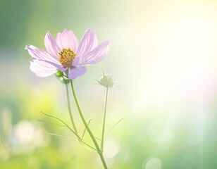 Delicate pink flower backlit by warm, soft, dreamy light