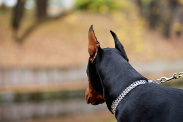 Doberman dog ears close-up on autumn landscape background