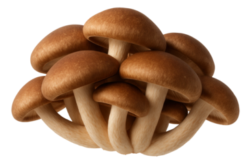 Long rectangular cardboard tray with open ends, used for baguette halves.