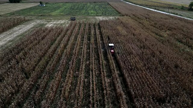 High view. Thresher threshes corn field. Harvesting. Video 4K
