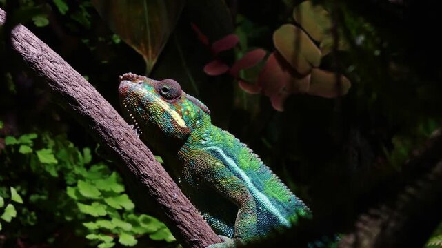 Colorful panther chameleon resting on a tree branch in a lush, dark jungle. Majestic reptile displaying vibrant green and blue skin while looking around its natural, wild habitat