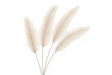 Dried pampas grass botanical decor, fluffy beige plant plumes for modern interior minimalist style background