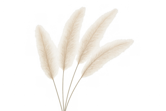 Dried pampas grass botanical decor, fluffy beige plant plumes for modern interior minimalist style background