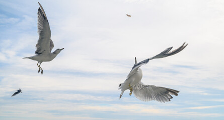 Seagulls in flight against a blue sky.