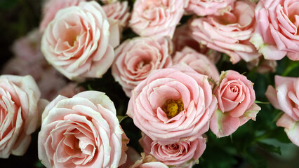 Beautiful Andrea Follies spray roses blooming with soft pink petals in garden