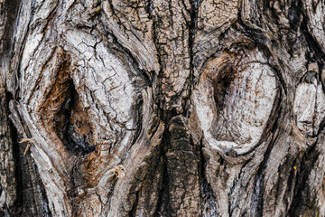 Tree Bark Texture with Knots